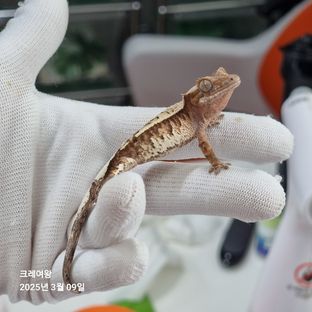 트라이 카푸치노