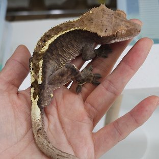 100%헷아잔틱 카푸치노