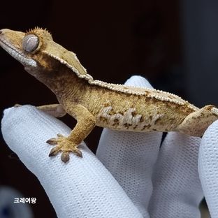 노멀 젠젝스 바브