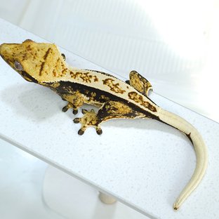 노멀 트라이 풀핀 쿼드 텐저린 슈퍼스트라이프