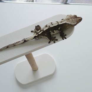 은