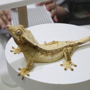 드리피 쿼드 옐로우 크림 화이트