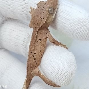 슈퍼달마시안