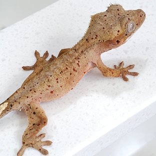 슈퍼달마시안 달마시안 레드 노멀