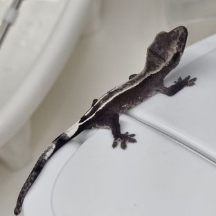 아잔틱