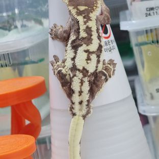 프라푸치노