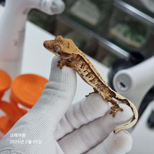 노멀 텐저린 트라이 익스트림할리퀸