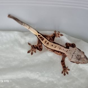 베놈2세