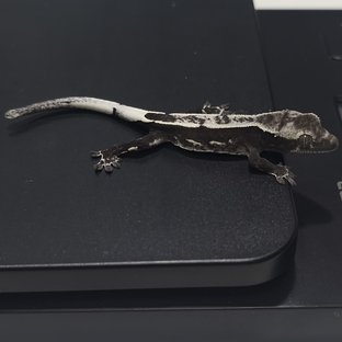 아잔틱 슈퍼스트라이프 쿼드 풀핀 화이트스팟 화이트핀