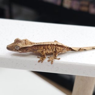 노멀 트라이 드리피 익스트림할리퀸 화이트스팟 화이트핀