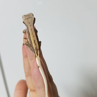제왕베베2