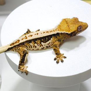 노멀 트라이 쿼드 풀핀