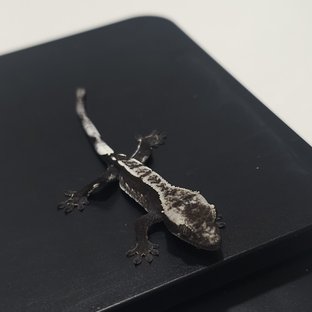 아잔틱 쿼드 풀핀 화이트포트홀 화이트핀 화이트