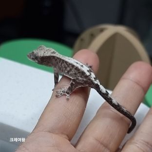 루왁 릴리