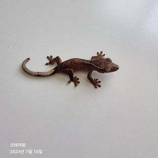 다크