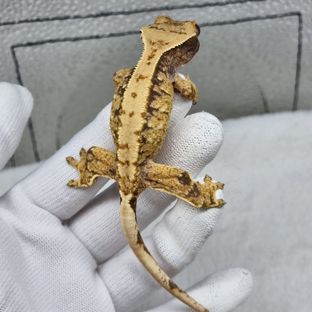 디올