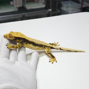 노멀 드리피 쿼드 풀핀 트라이