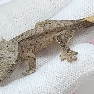 슈퍼달마시안