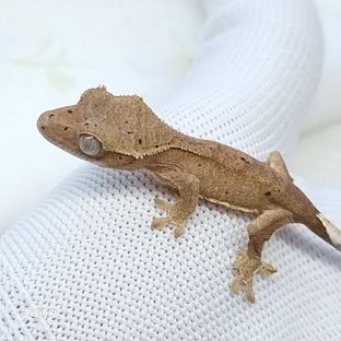 슈퍼달마시안