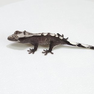 금 휘