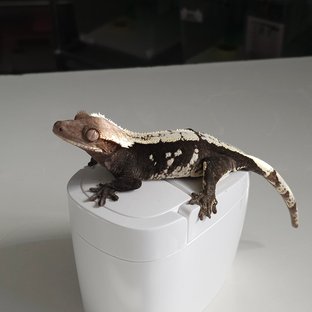 금
