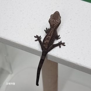 루왁