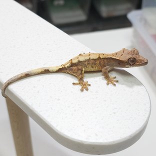 세이블 트라이 익스트림할리퀸 드리피 화이트스팟 화이트포트홀