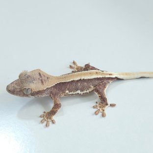 100%헷아잔틱 릴리100%헷아잔틱 아잔틱 릴잔틱