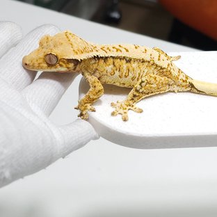 노멀 트라이 화이트스팟 드리피 풀핀 텐저린