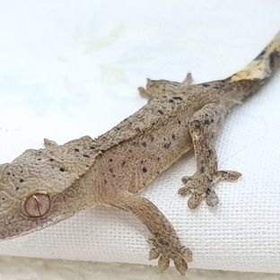슈퍼달마시안