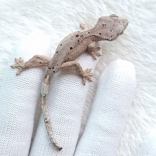 레드 슈퍼달마시안