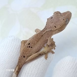 슈퍼달마시안