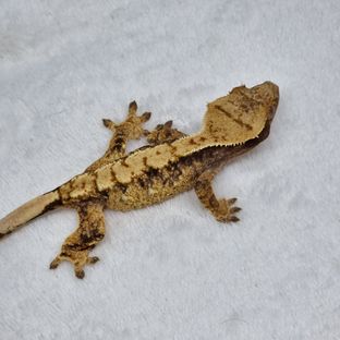디올