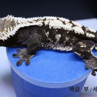 백금이 부개체