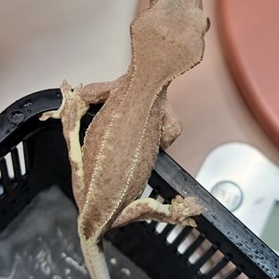 팬텀 프라푸치노