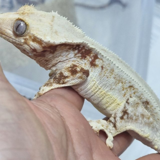 레드 릴리화이트