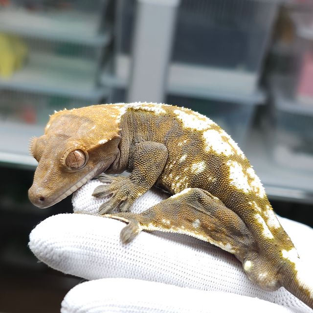 세이블