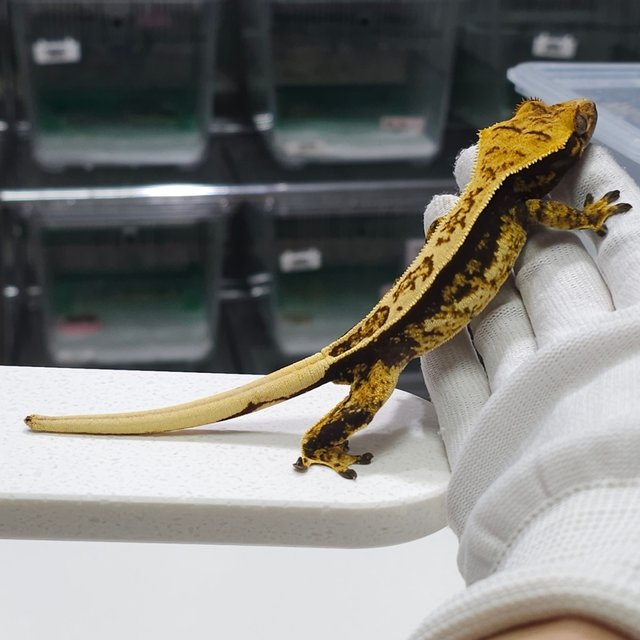 노멀 트라이 풀핀 쿼드 텐저린 슈퍼스트라이프