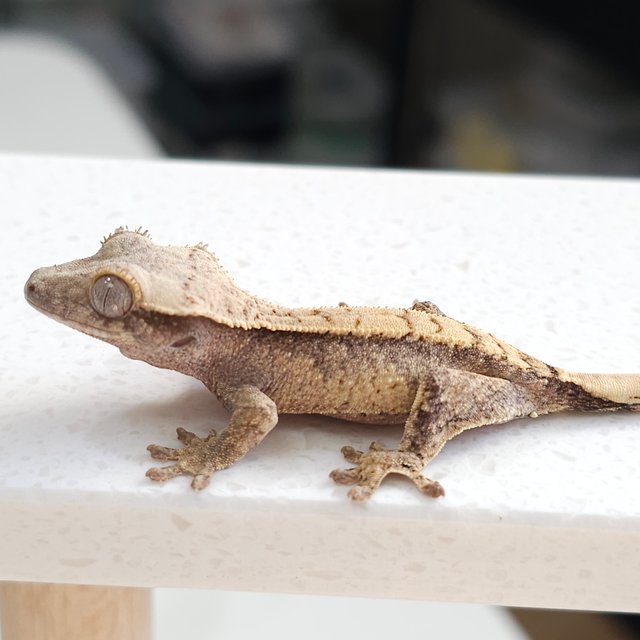 노멀 트라이 드리피 익스트림할리퀸 화이트스팟 화이트포트홀