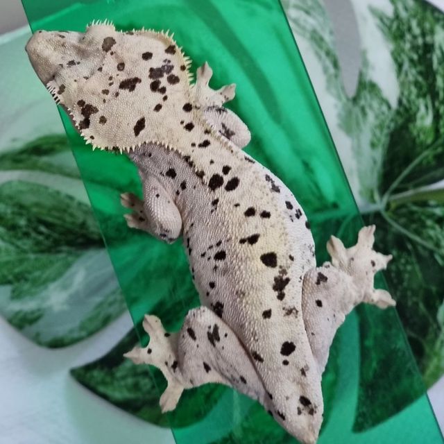 슈퍼달마시안 화이트