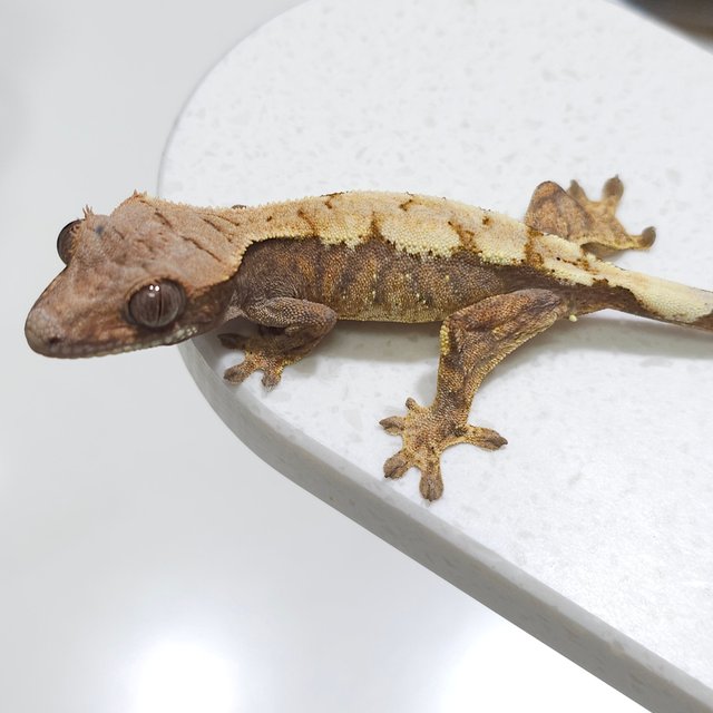 세이블 트라이 익스트림할리퀸 드리피 화이트스팟 화이트포트홀