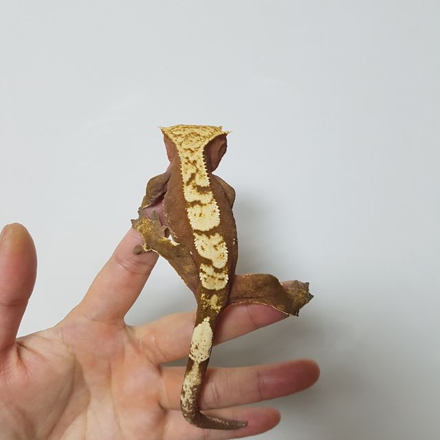 레드 다크 플레임