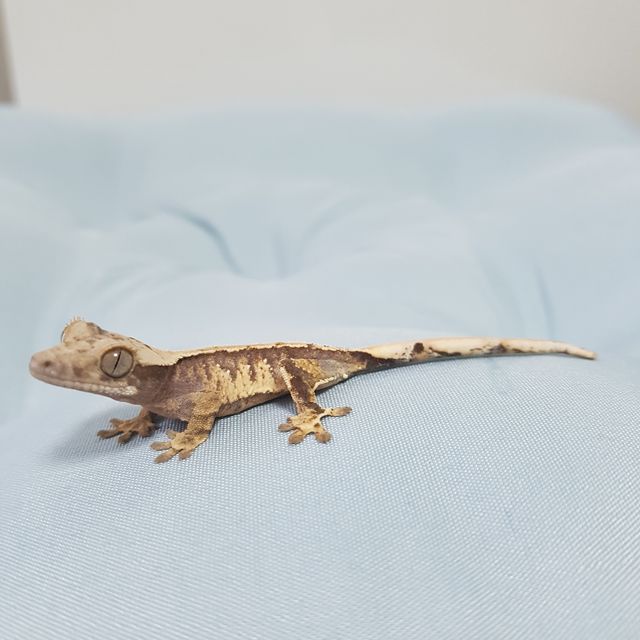 노멀