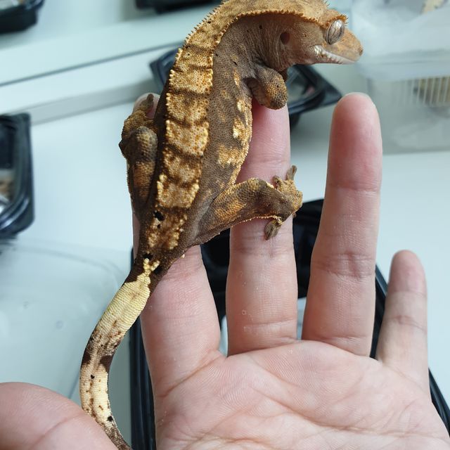 노멀 달마시안 쿼드 다크