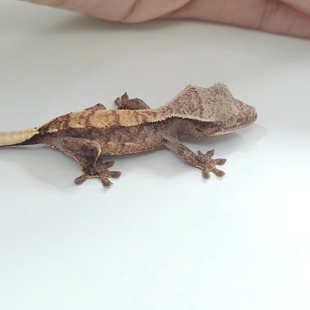 100%헷아잔틱 릴리100%헷아잔틱 아잔틱 릴잔틱