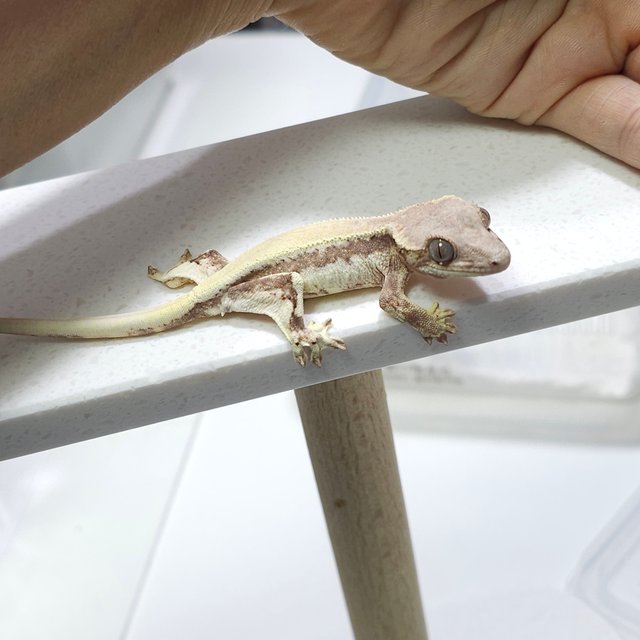 릴리 세이블 드리피 솔리드백