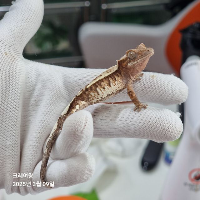 트라이 카푸치노