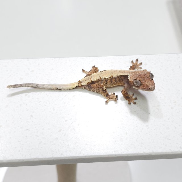 세이블 트라이 드리피 화이트스팟 화이트포트홀