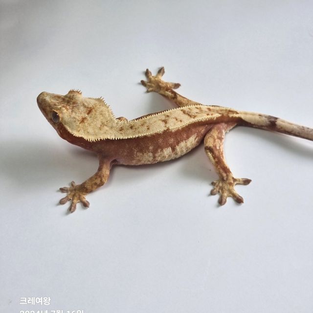레드 노멀