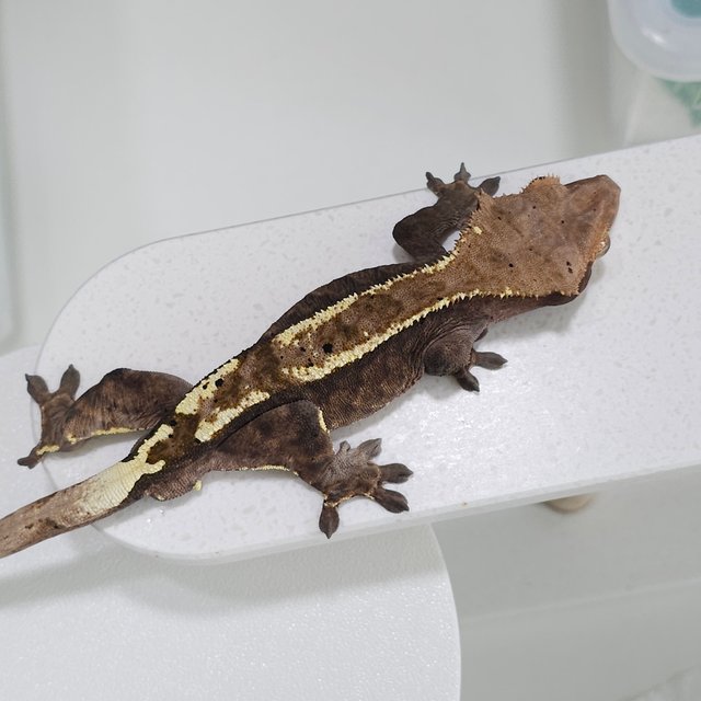 100%헷아잔틱 카푸치노